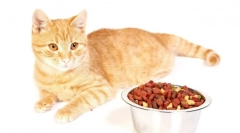 Holastka cat mesto: recenzie a podrobný prehľad o najlepších krmivách