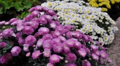 Chryzantéma sadovaya