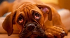 Chronické ochorenia pečene