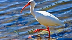 Ibis červeno-legged