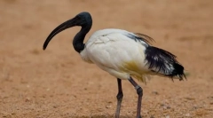 Ibis posvätný