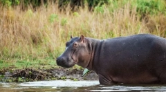 Majú vankúš za nič: 10 zvierat, ktoré takmer alebo nespí vôbec