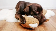 Infekčné neurologické ochorenia