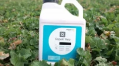 Boria insekticíd a jeho vlastnosti