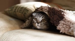 Zaujímavé o mačkách