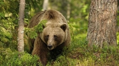 Zaujímavé o medvede