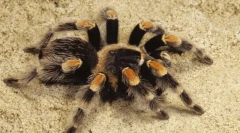 Zaujímavé o pavúka