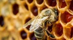 Zaujímavé o včely