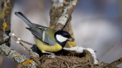 Zaujímavé o vtákoch