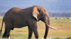 Zaujímavé o slona