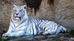 Zaujímavé fakty o bielych tigre