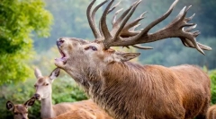 Zaujímavé fakty o ušľachtilé jeleň
