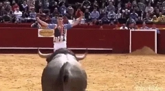 Zaujímavé fakty o býkoch