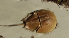 Zaujímavé fakty o článku arthropods