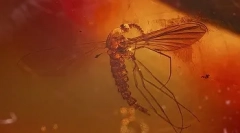 Zaujímavé fakty o dinosauroch