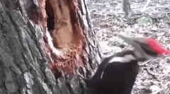 Zaujímavé fakty o dyatlah