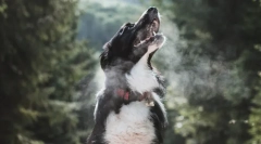 Zaujímavé fakty o dýchaní zvierat