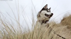 Zaujímavé fakty o husky