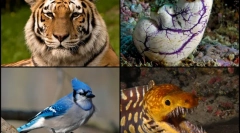 Zaujímavé fakty o chordanskych zvieratách