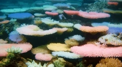 Zaujímavé fakty o korave