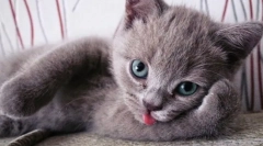 Zaujímavé fakty o mačkách: 10 zvedavých vlastností našuchorených domácich zvierat