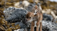 Zaujímavé fakty o roe