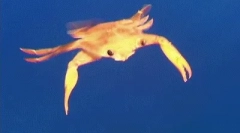 Zaujímavé fakty o corle of the čierneho mora