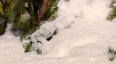 Zaujímavé fakty o náklonnosti