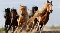 Zaujímavé fakty o konách