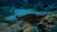 Zaujímavé fakty o námorných hedgehogoch