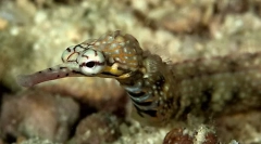 Zaujímavé fakty o morských ihliách