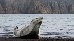 Zaujímavé fakty o morských leopardoch