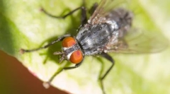 Zaujímavé fakty o muškách