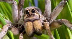 Zaujímavé fakty o spider-wolf