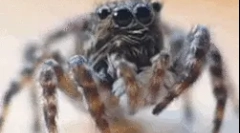 Zaujímavé fakty o pavúka