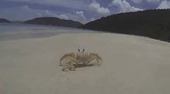 Zaujímavé fakty o kôrovcov