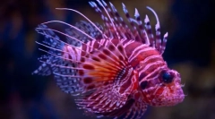 Zaujímavé fakty o rybách