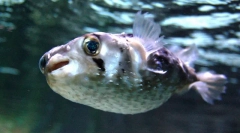Zaujímavé fakty o rybách fugu
