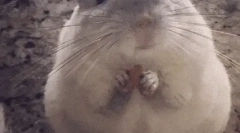 Zaujímavé fakty o chinchillach