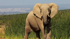 Zaujímavé fakty o slonoch