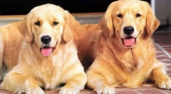 Zaujímavé fakty o psoch