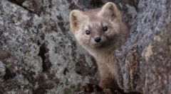Zaujímavé fakty o sobyola
