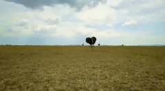 Zaujímavé fakty o pštrosi