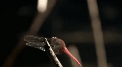 Zaujímavé fakty o dragonfly