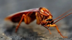 Zaujímavé fakty o šváboch