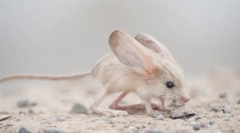 Zaujímavé fakty o tuccanchik