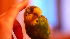 Zaujímavé fakty o vlnných papagájoch