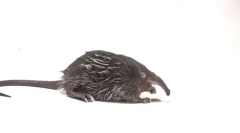 Zaujímavé fakty o čarodejnice