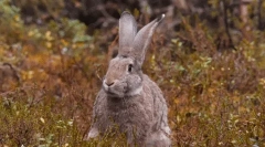 Zaujímavé fakty o hares