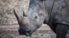 Zaujímavé fakty o zvieratách z červenej knihy